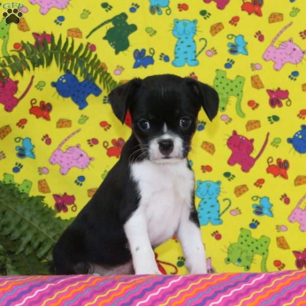 Washington, Boston Terrier Mix Puppy
